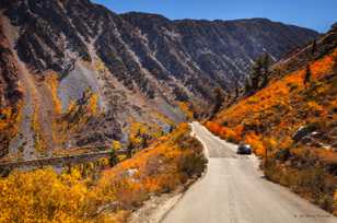 Aspens along North Lake road-0270